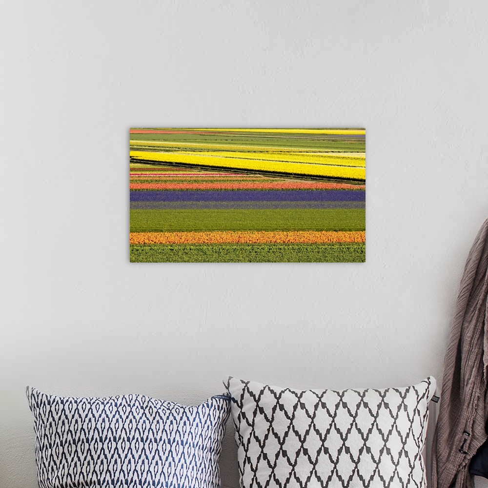 A bohemian room featuring Netherlands, Noord Holland. Agricultural field of tulips.