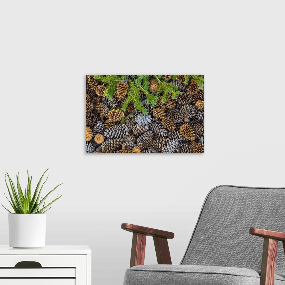 A modern room featuring USA, Nevada, Great Basin National Park. Pine cones and Douglas fir bough.