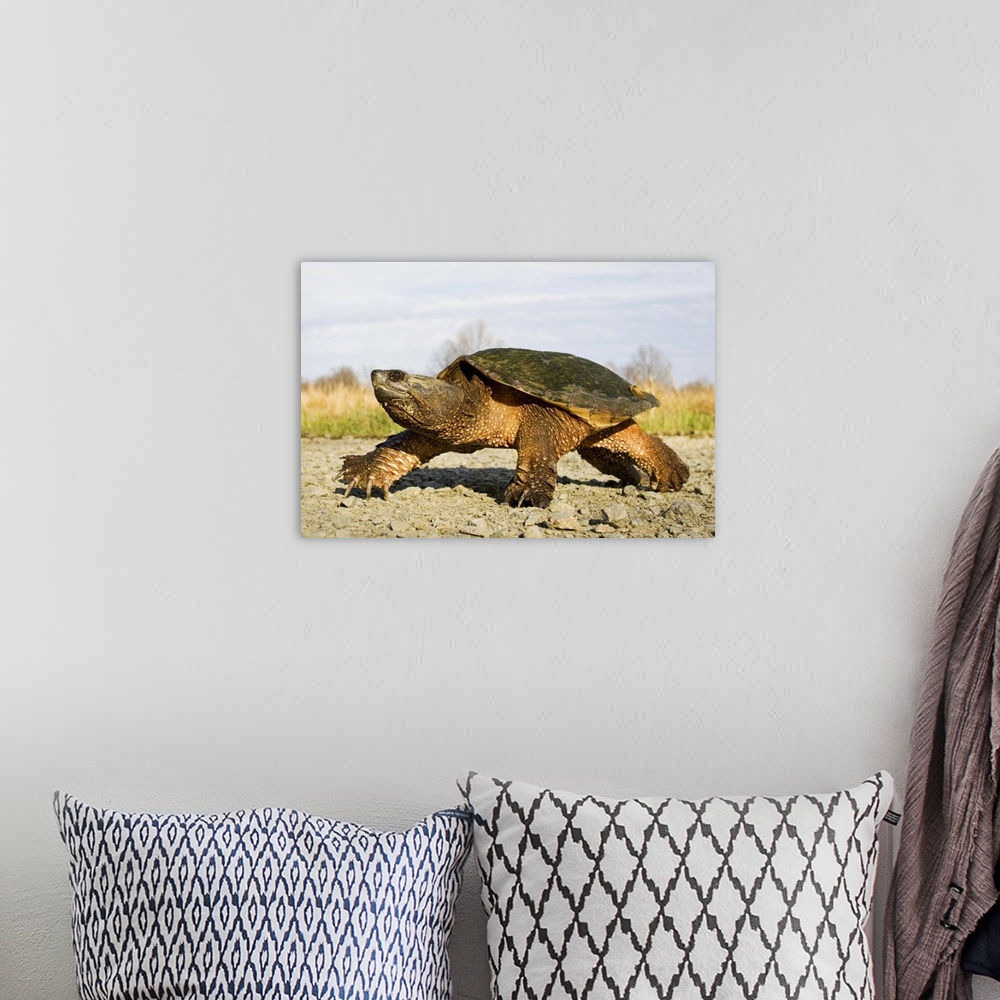 A bohemian room featuring North America; USA, New Jersey, Great Swamp NWR. Common Snapping Turtle.