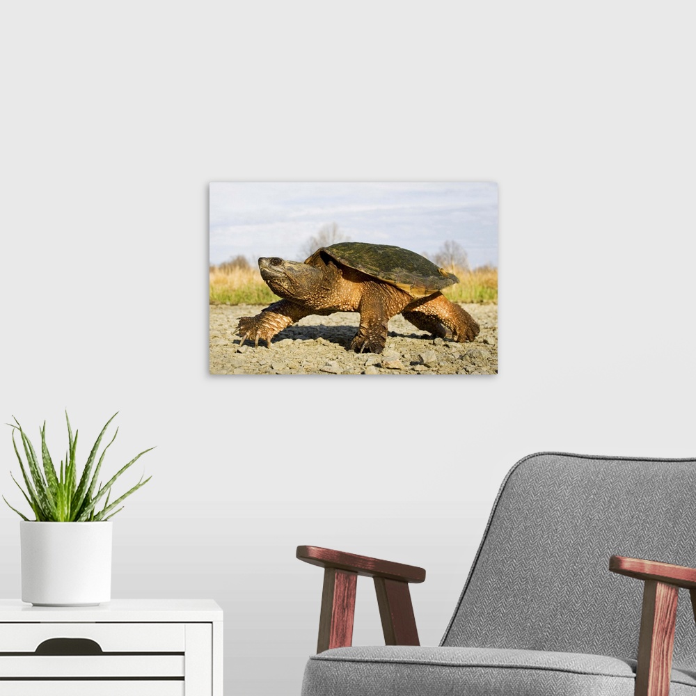 A modern room featuring North America; USA, New Jersey, Great Swamp NWR. Common Snapping Turtle.
