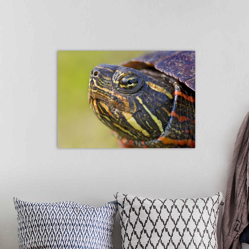A bohemian room featuring North America, USA, New Jersey, Great Swamp NWR. Eastern Painted Turtle