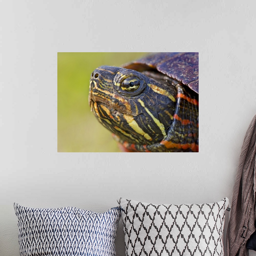 A bohemian room featuring North America, USA, New Jersey, Great Swamp NWR. Eastern Painted Turtle