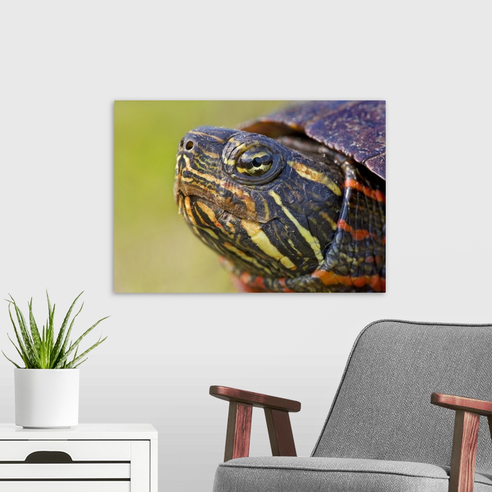 A modern room featuring North America, USA, New Jersey, Great Swamp NWR. Eastern Painted Turtle