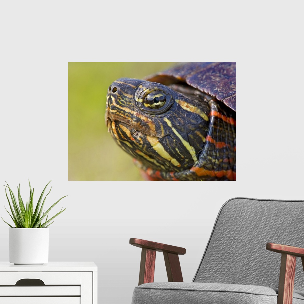 A modern room featuring North America, USA, New Jersey, Great Swamp NWR. Eastern Painted Turtle