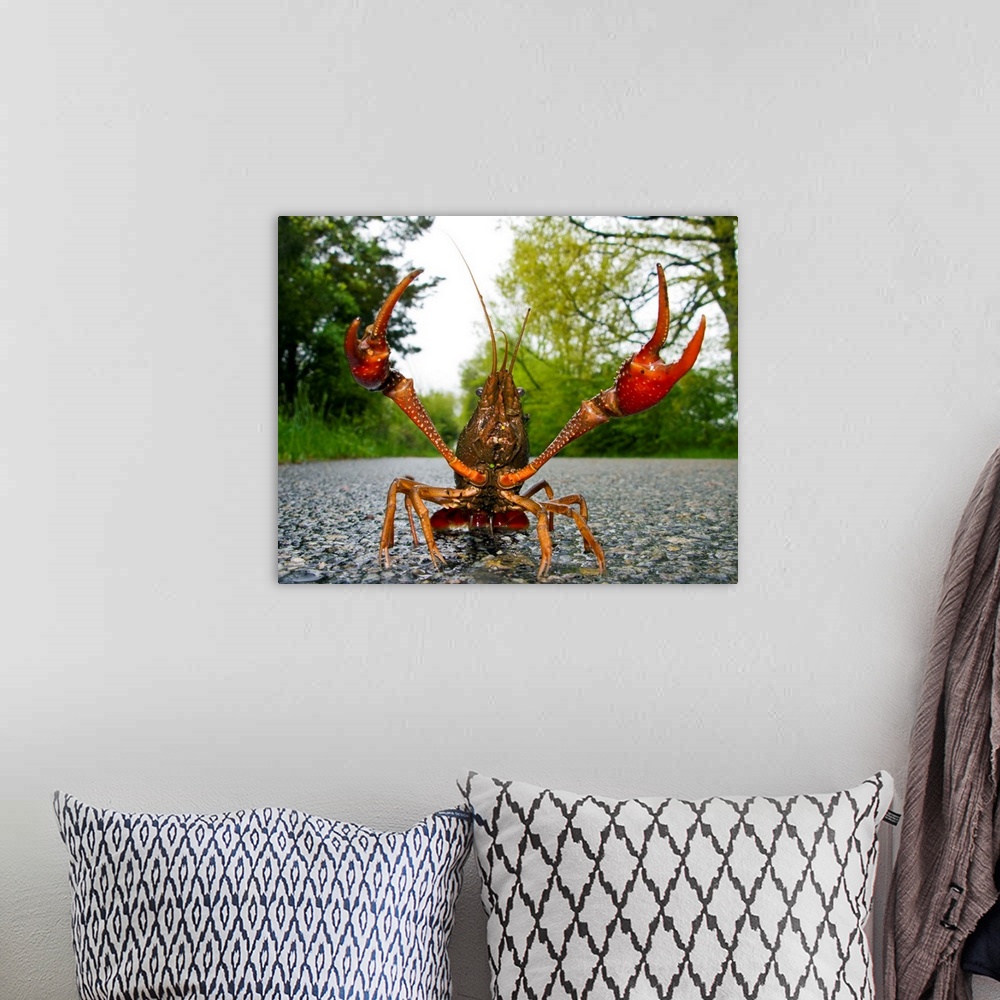 A bohemian room featuring North America, USA, New Jersey, Great Swamp NWR. Rusty Crayfish travelling in the rain.