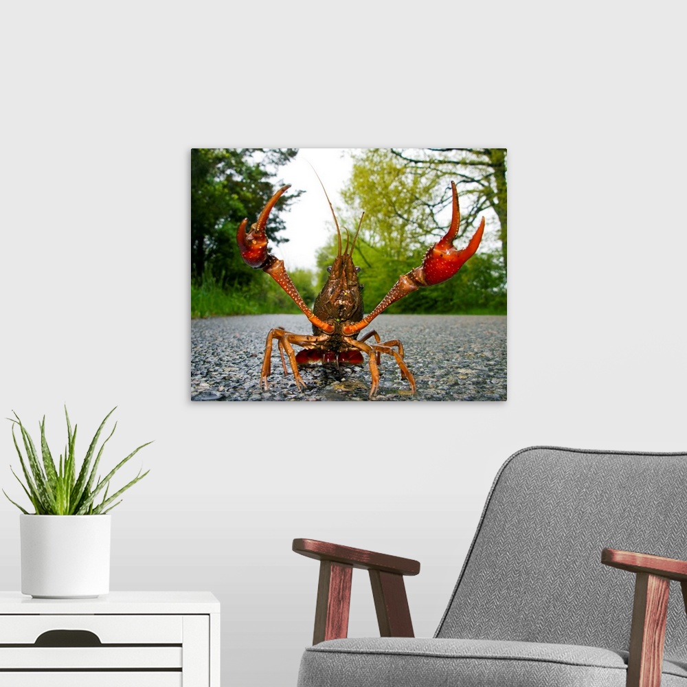 A modern room featuring North America, USA, New Jersey, Great Swamp NWR. Rusty Crayfish travelling in the rain.