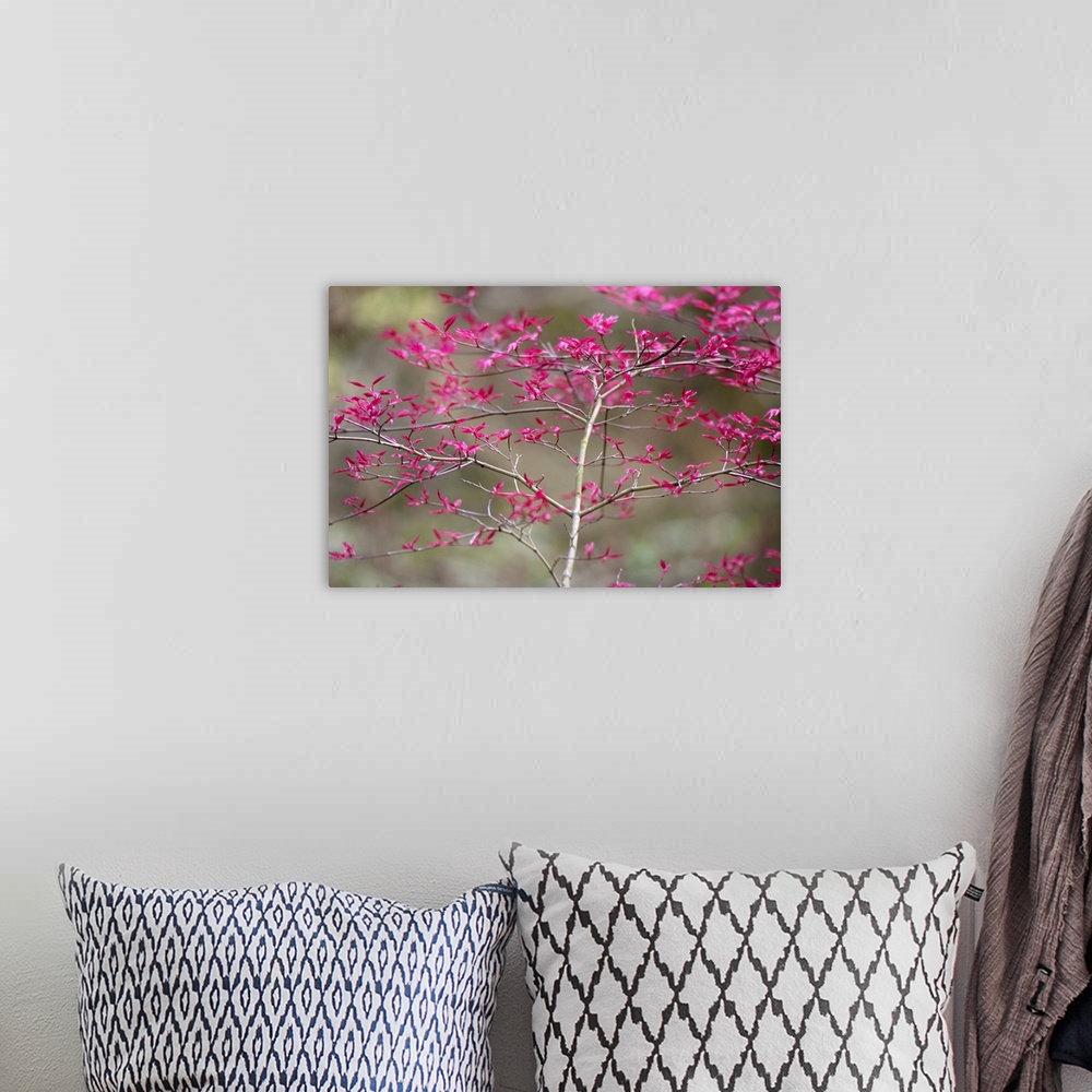 A bohemian room featuring New Leaves on Tree in Spring, Selective Focus
