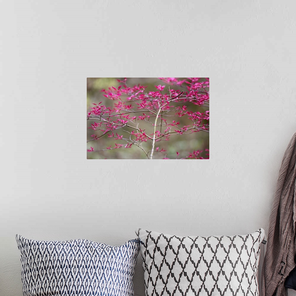A bohemian room featuring New Leaves on Tree in Spring, Selective Focus
