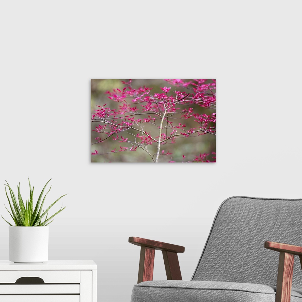 A modern room featuring New Leaves on Tree in Spring, Selective Focus