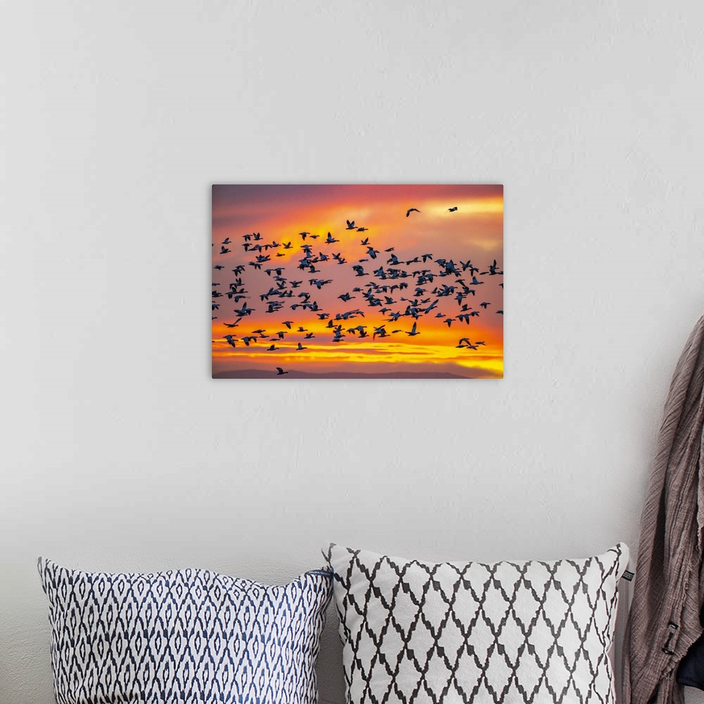 A bohemian room featuring New Mexico, Bosque Del Apache National Wildlife Refuge, Snow Geese Flying At Sunrise