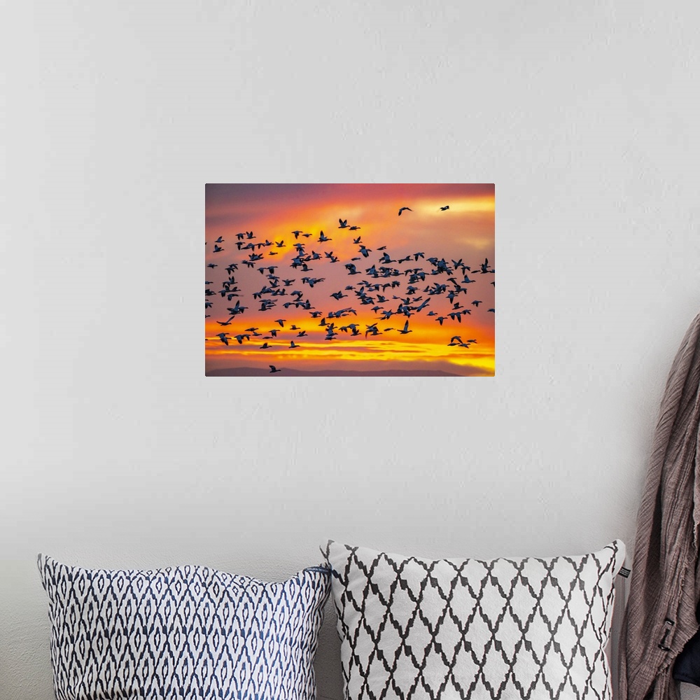 A bohemian room featuring New Mexico, Bosque Del Apache National Wildlife Refuge, Snow Geese Flying At Sunrise