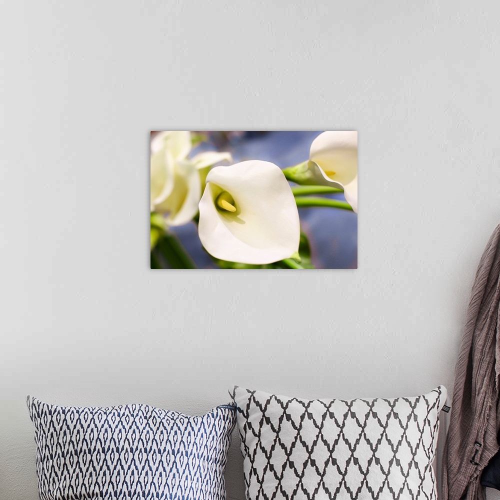 A bohemian room featuring New York City, New York, USA. Close up of a white Lily