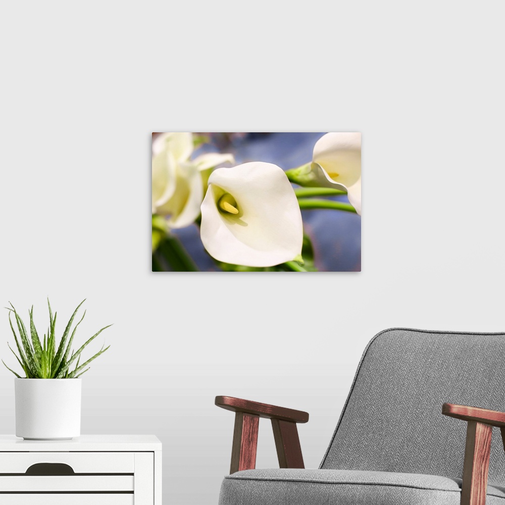 A modern room featuring New York City, New York, USA. Close up of a white Lily