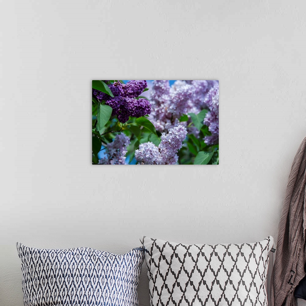 A bohemian room featuring New York. Lilac flowers in bloom.