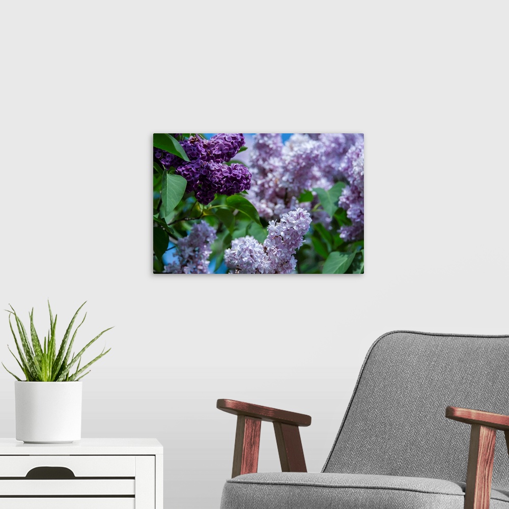 A modern room featuring New York. Lilac flowers in bloom.