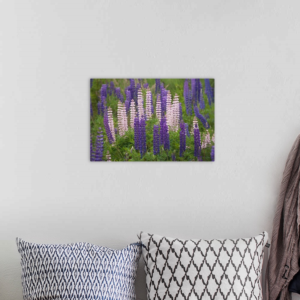 A bohemian room featuring New Zealand, South Island. Lupine flower scenic. Credit: Dennis Flaherty