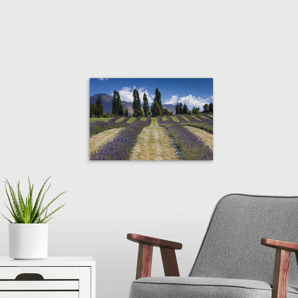 A modern room featuring New Zealand, South Island, Otago, Wanaka, lavender farm