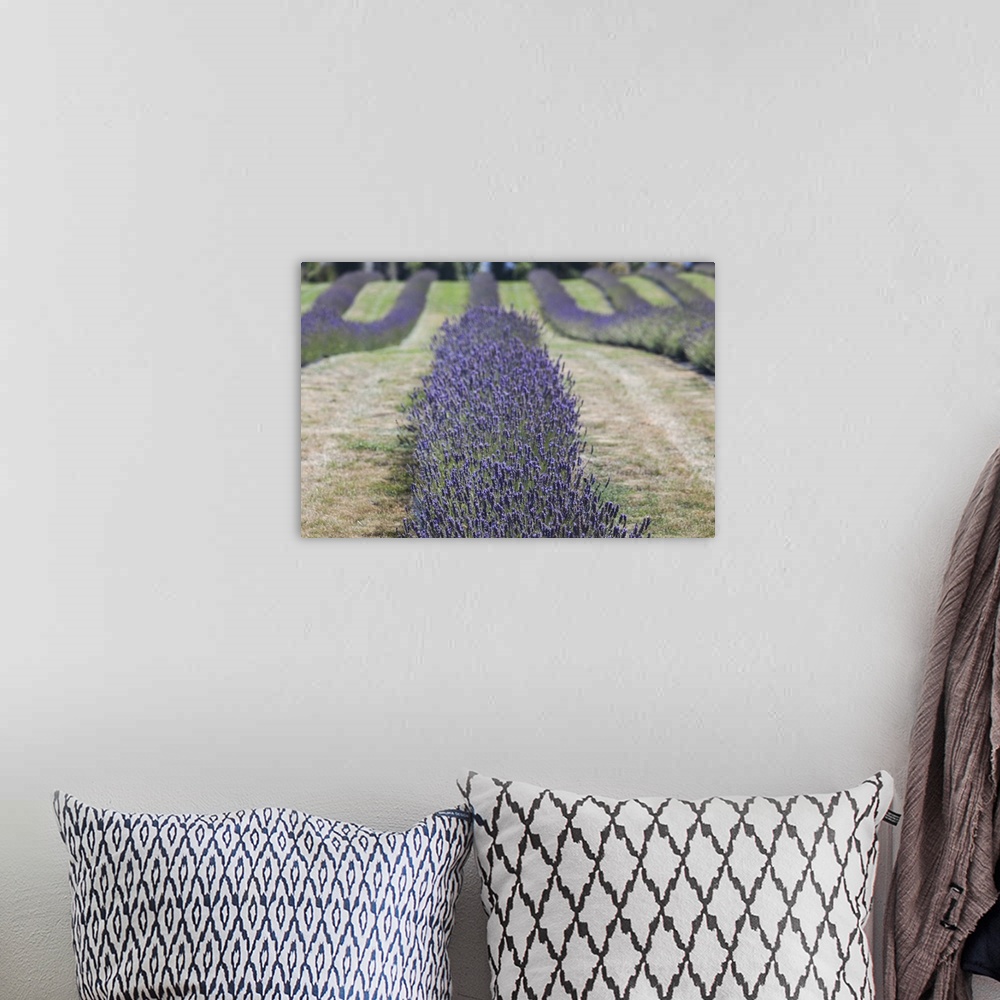 A bohemian room featuring New Zealand, South Island, Otago, Wanaka, lavender farm