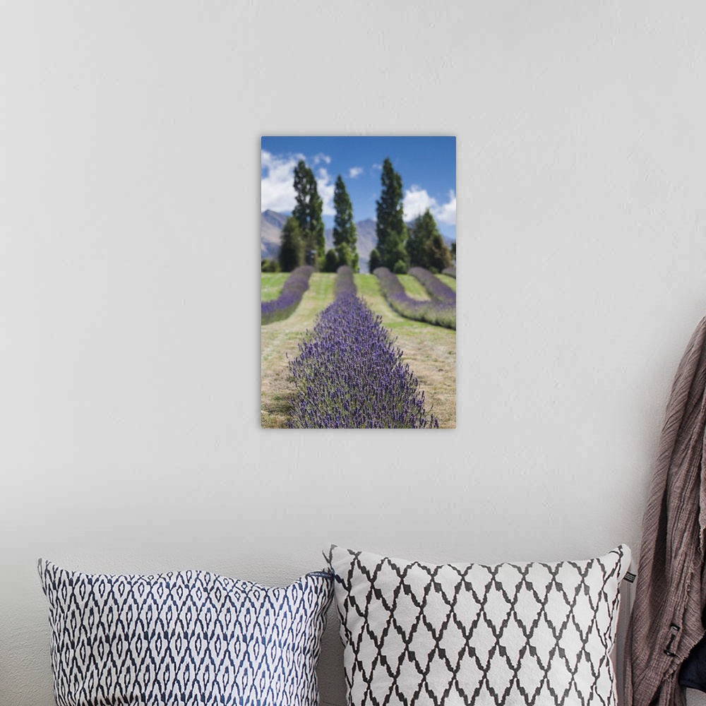 A bohemian room featuring New Zealand, South Island, Otago, Wanaka, lavender farm
