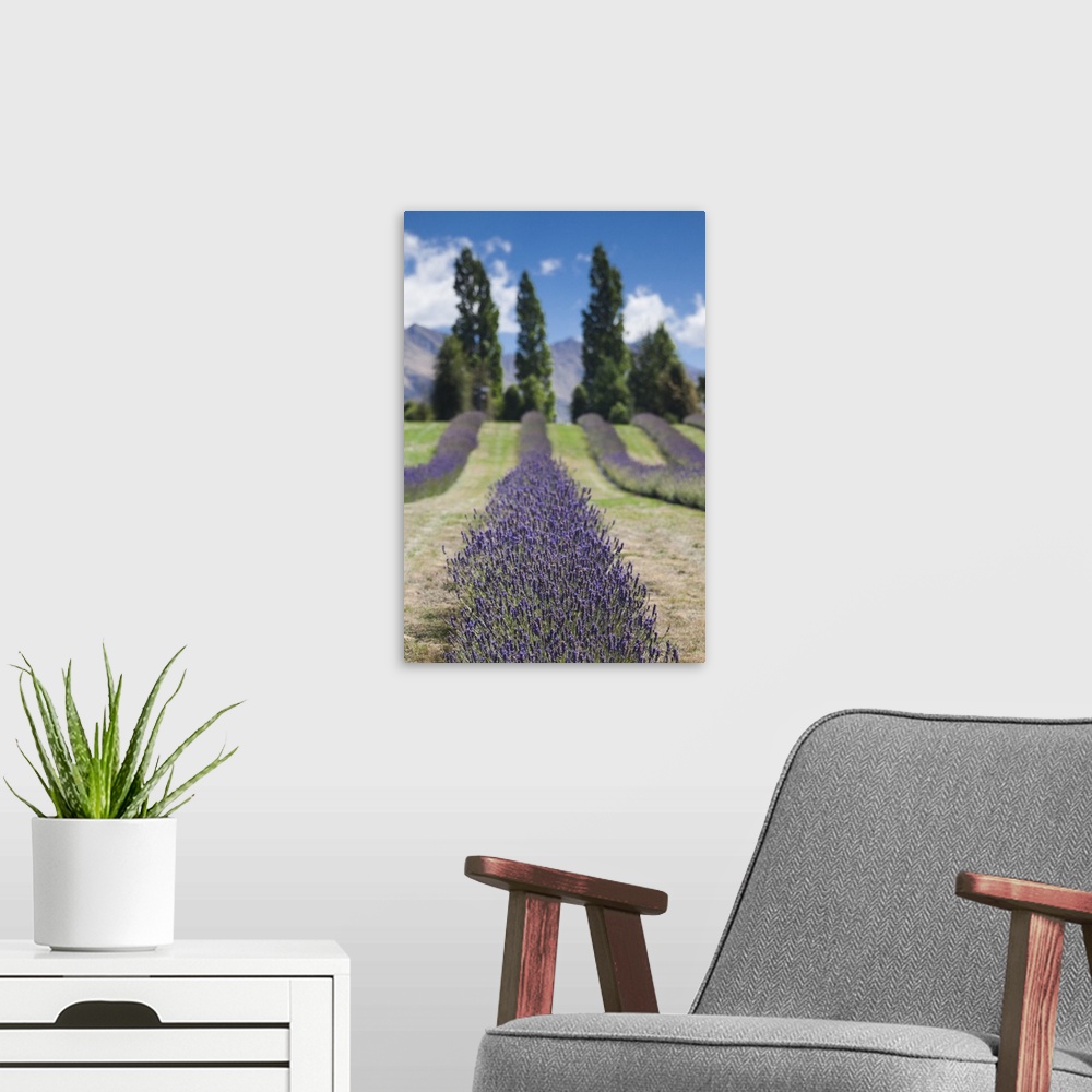 A modern room featuring New Zealand, South Island, Otago, Wanaka, lavender farm