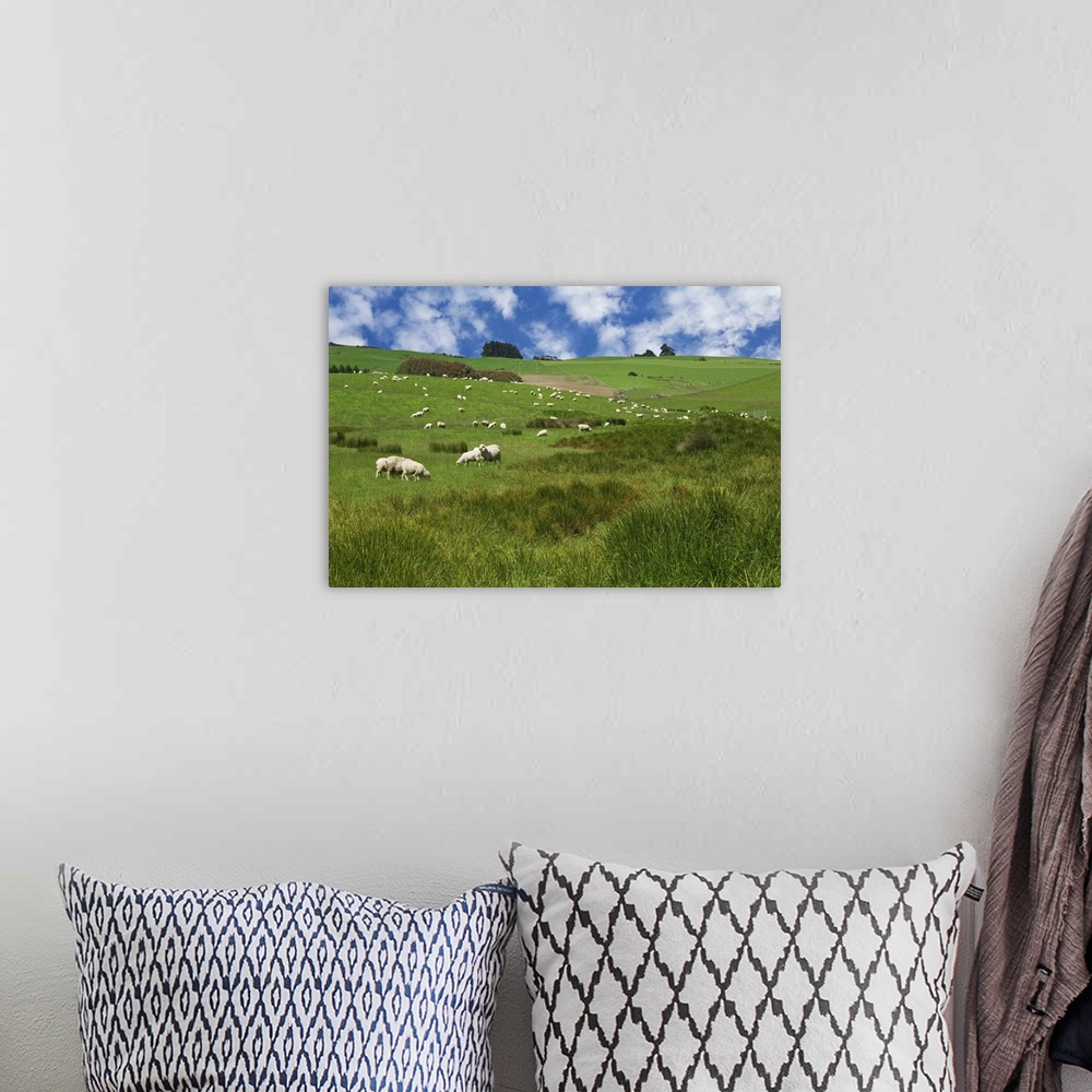 A bohemian room featuring New Zealand, South Island. Sheep graze in pasture. Credit: Dennis Flaherty
