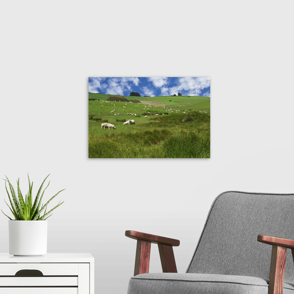 A modern room featuring New Zealand, South Island. Sheep graze in pasture. Credit: Dennis Flaherty