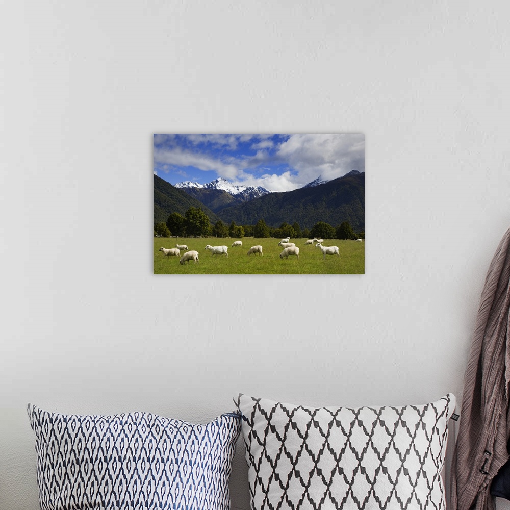 A bohemian room featuring New Zealand, South Island. Sheep grazing in pasture. Credit: Dennis Flaherty