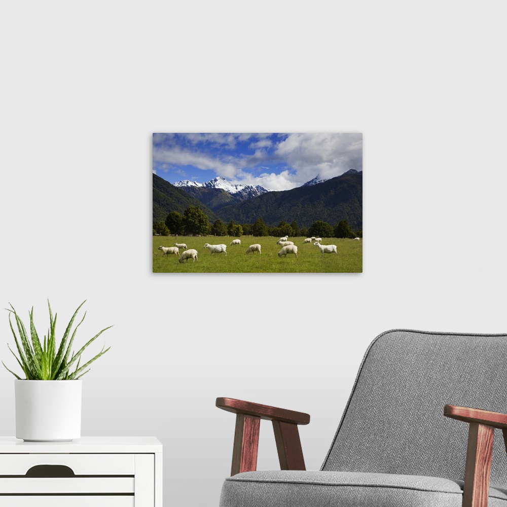 A modern room featuring New Zealand, South Island. Sheep grazing in pasture. Credit: Dennis Flaherty