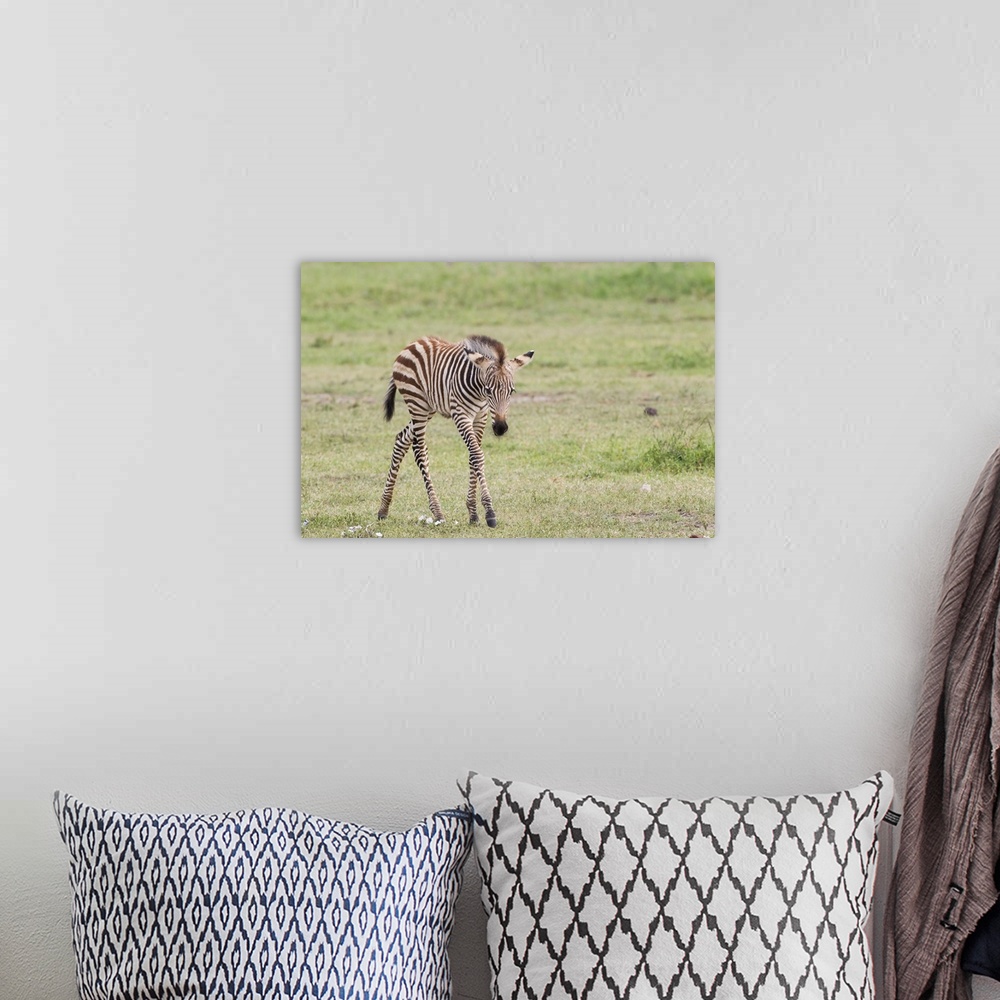 A bohemian room featuring Newborn zebra colt with long skinny legs looking at camera.