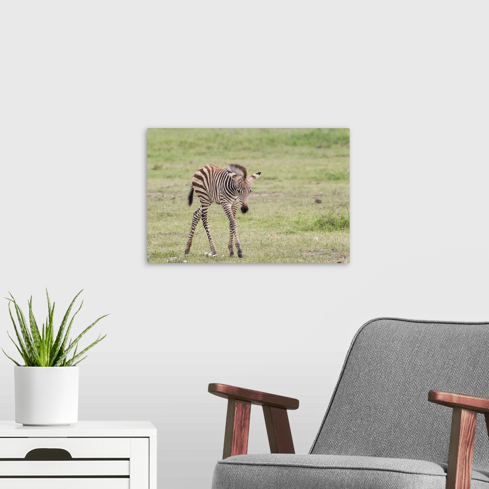 A modern room featuring Newborn zebra colt with long skinny legs looking at camera.