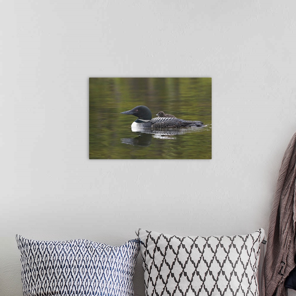 A bohemian room featuring North America, Canada, British Columbia. Common Loon (Gavia immer) with a chick on its back.