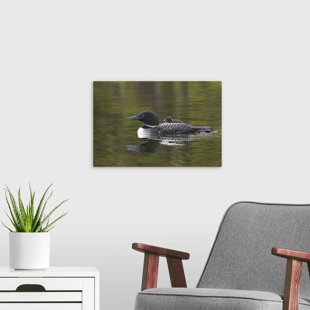 A modern room featuring North America, Canada, British Columbia. Common Loon (Gavia immer) with a chick on its back.