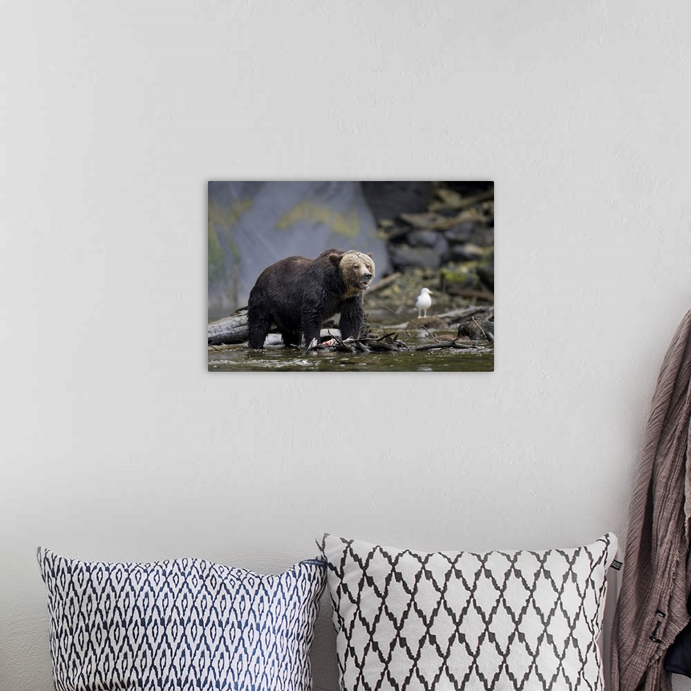 A bohemian room featuring North America, Canada, British Columbia. Grizzly bear eating salmon..