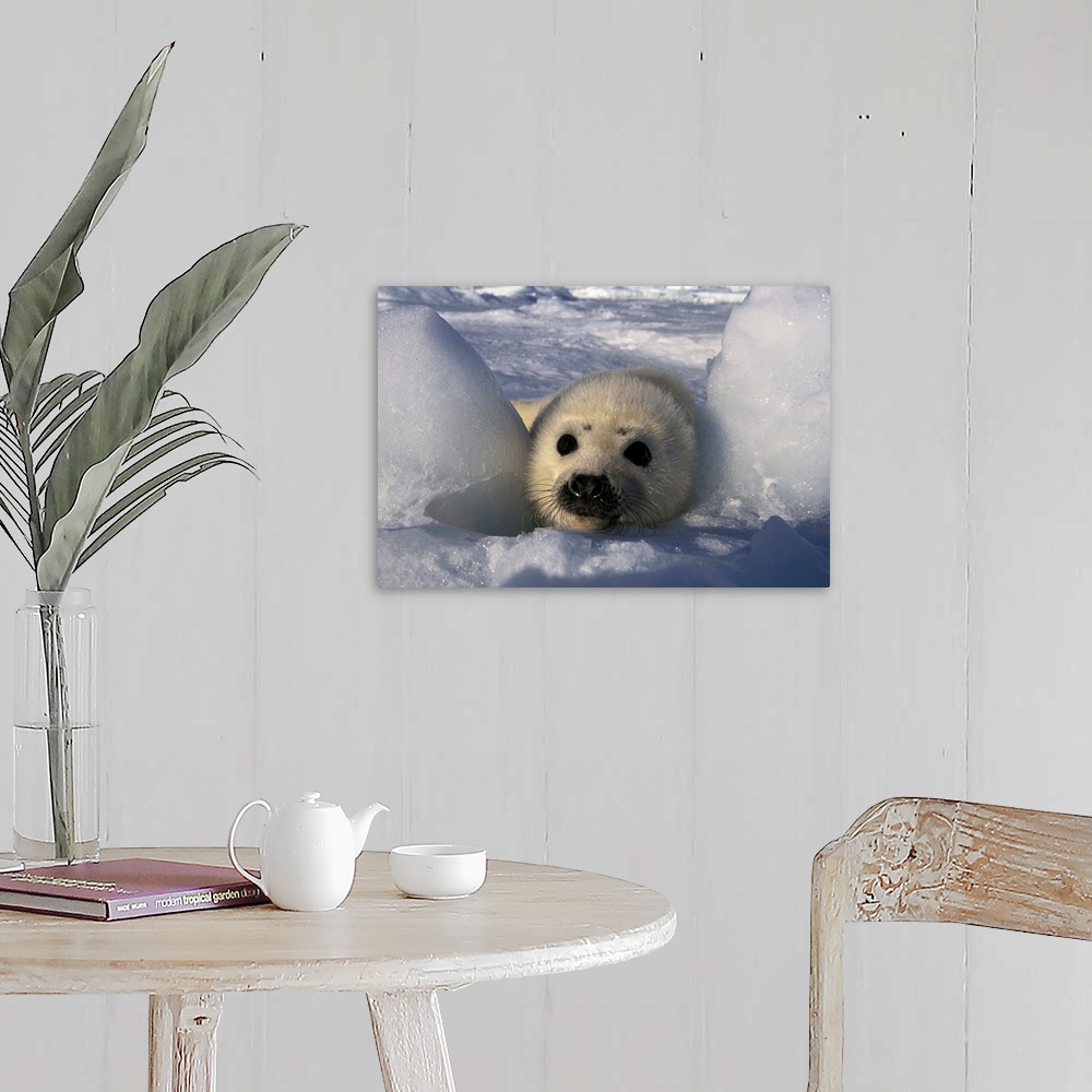 A farmhouse room featuring North America, Canada, Gulf of St. Lawrence. Harp Seal (phoca groenlandica)