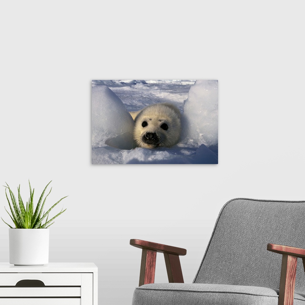 A modern room featuring North America, Canada, Gulf of St. Lawrence. Harp Seal (phoca groenlandica)