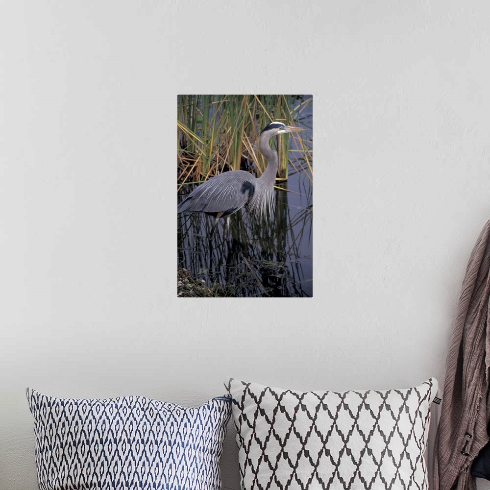 A bohemian room featuring NA, USA, Florida, Everglades.Great blue heron