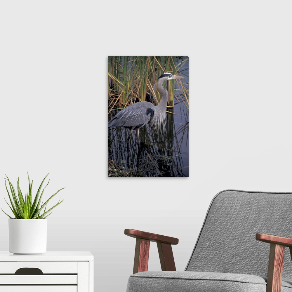 A modern room featuring NA, USA, Florida, Everglades.Great blue heron