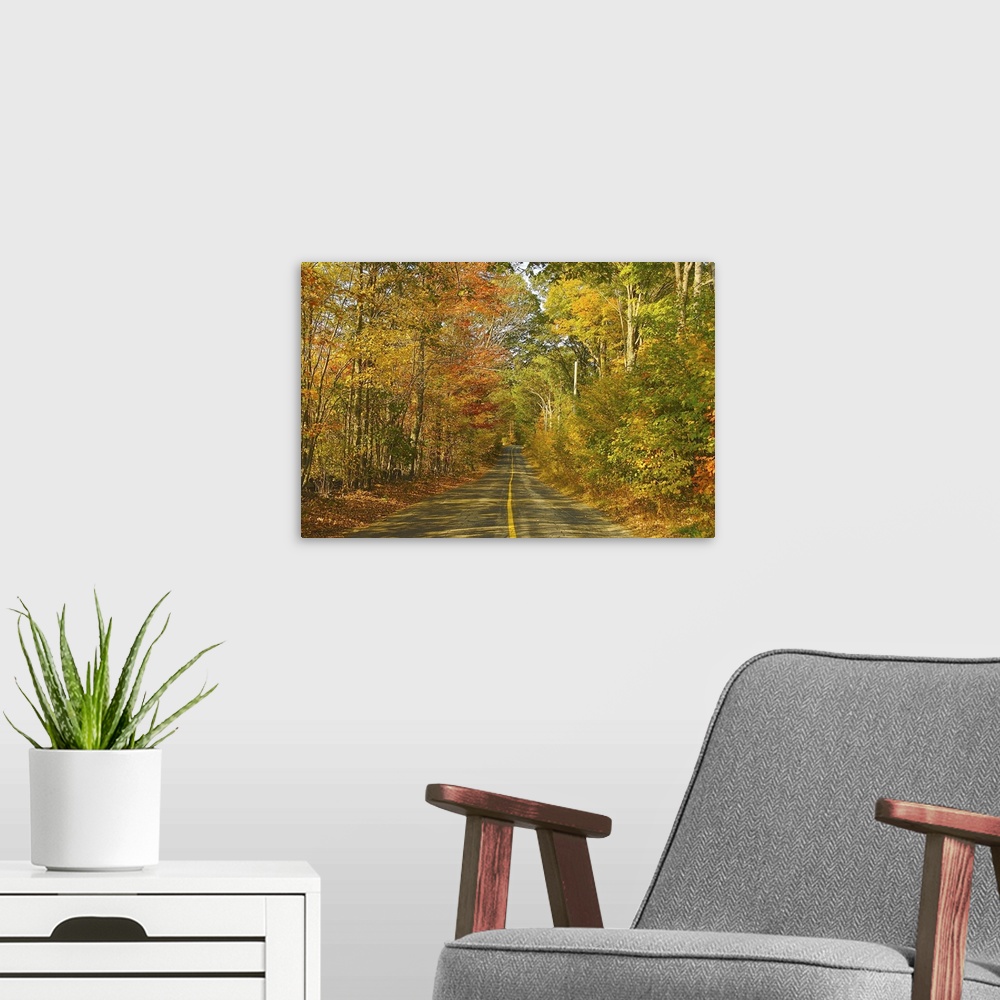 A modern room featuring North America, USA, New England.  A rural road in New England under a canopy of fall foliage.