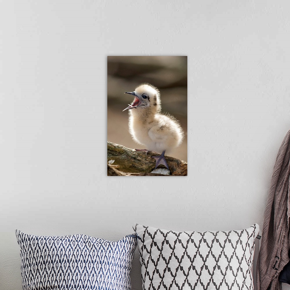 A bohemian room featuring North America, Northwestern Hawaiian Islands, Midway Atoll.   White Tern chick yawning.