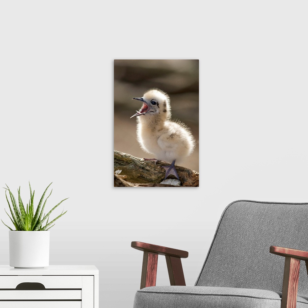 A modern room featuring North America, Northwestern Hawaiian Islands, Midway Atoll.   White Tern chick yawning.