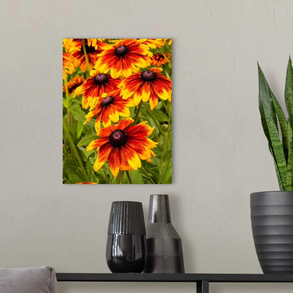 A modern room featuring North America, USA, Washington, Seattle, Cherokee Sunset in Full Bloom