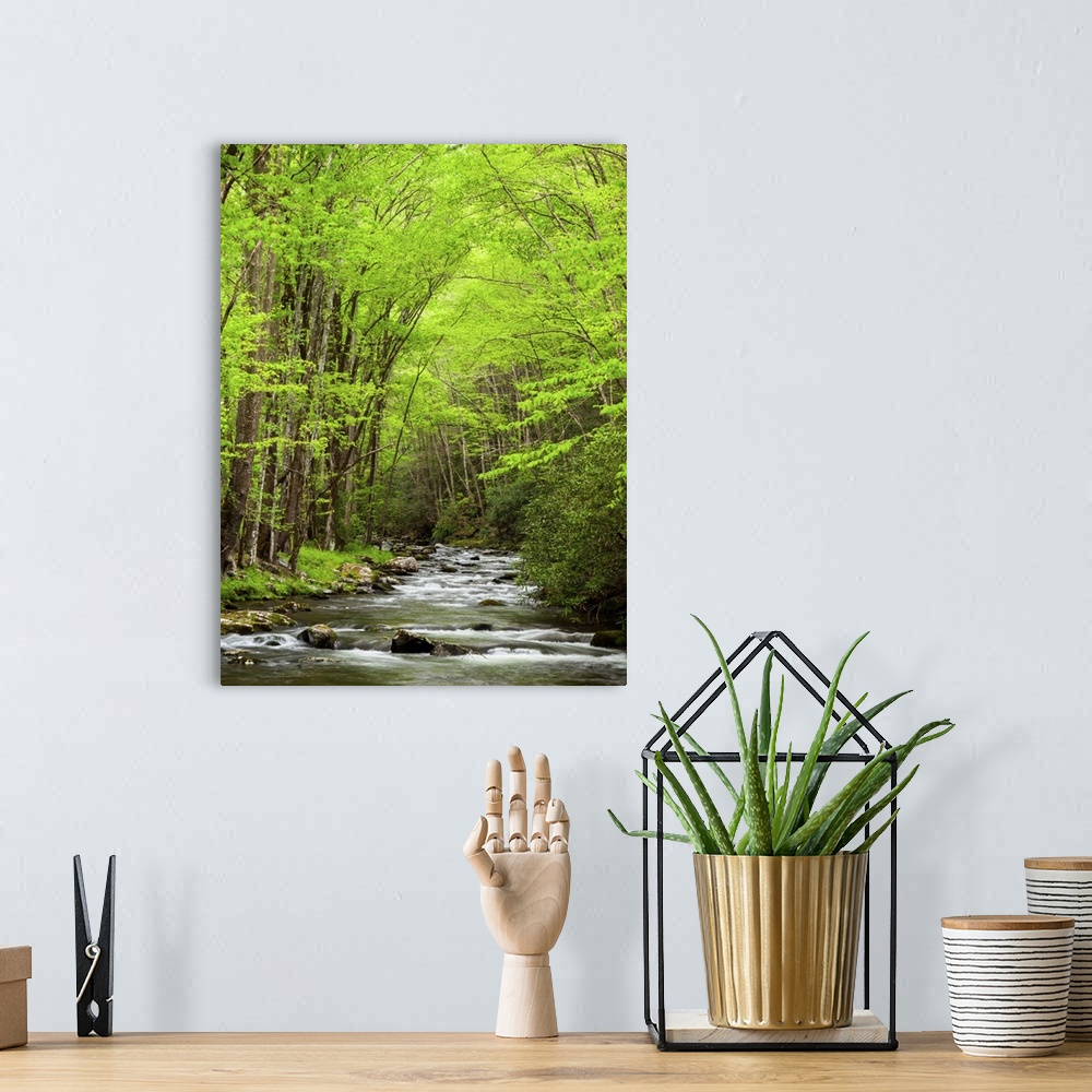 A bohemian room featuring USA, North Carolina, Great Smoky Mountains National Park, Straight Fork flows through forest