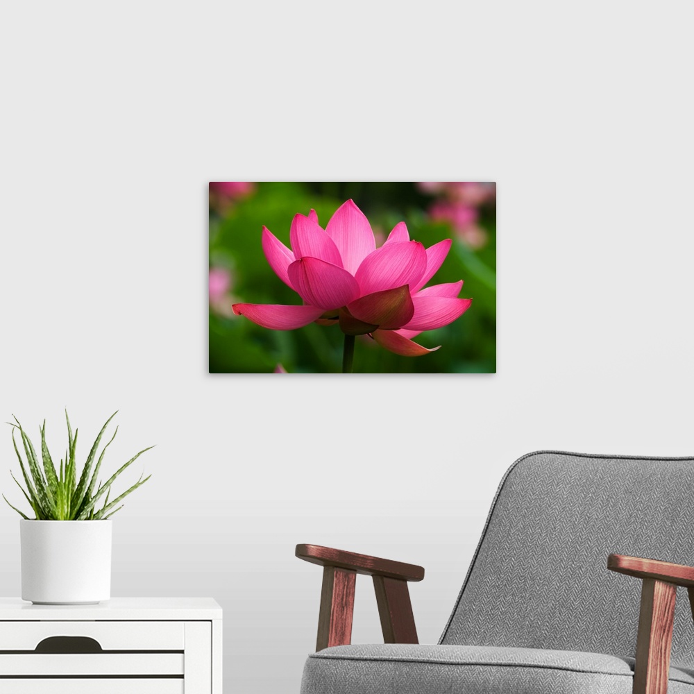 A modern room featuring USA; North Carolina; Lotus blossom