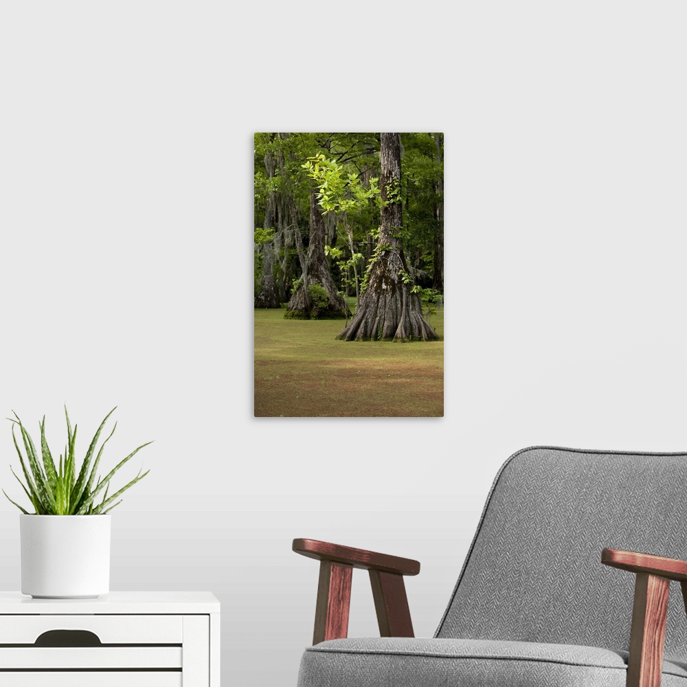 A modern room featuring USA, North Carolina, Merchants Millpond State Park, Cypress trees growing in swamp green with duc...