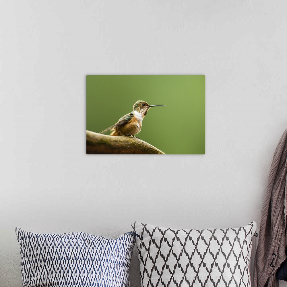 A bohemian room featuring North Fork Flathead River, Calliope Hummingbird Perched