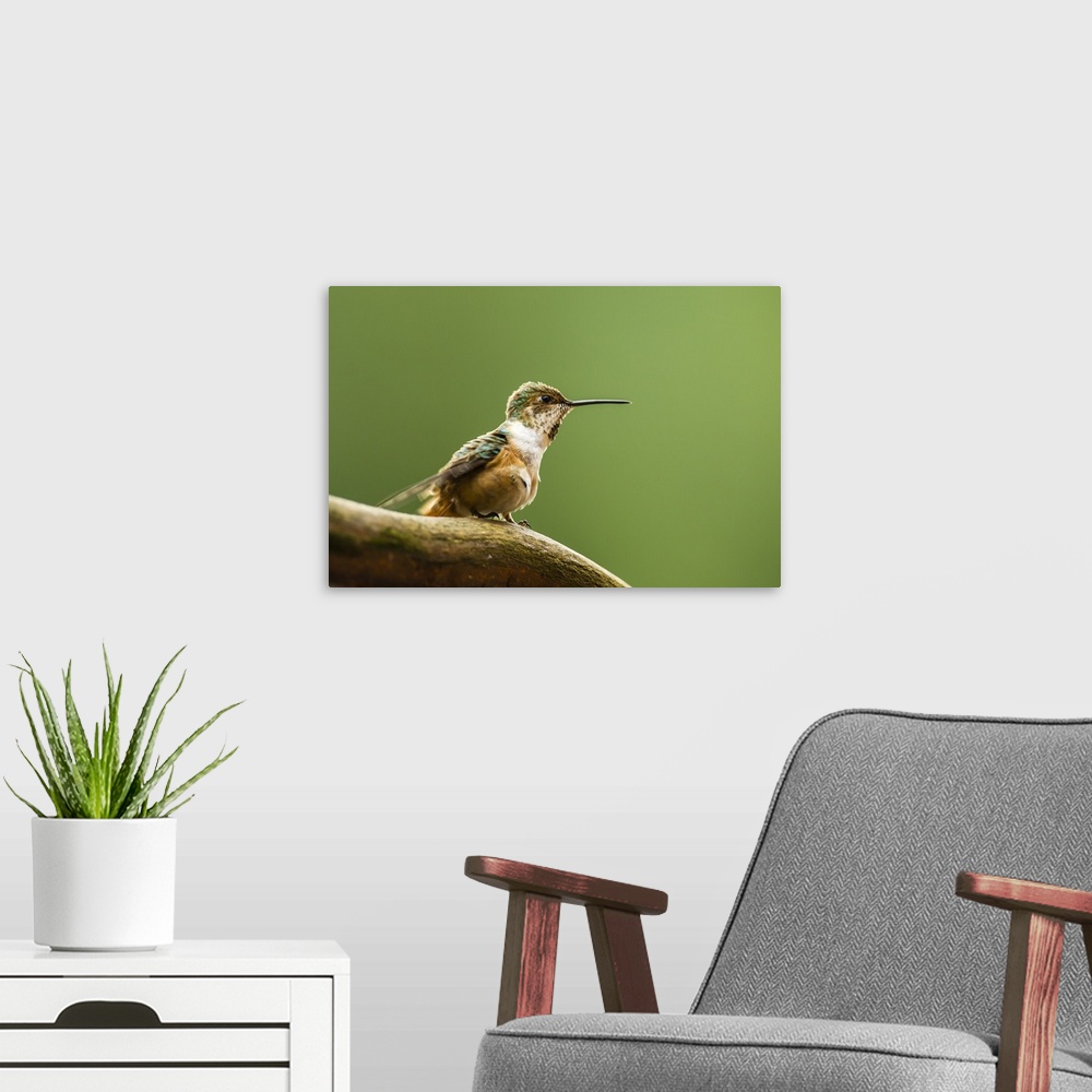A modern room featuring North Fork Flathead River, Calliope Hummingbird Perched