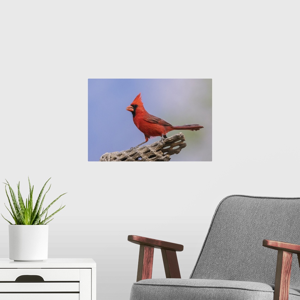 A modern room featuring Northern cardinal. Nature, Fauna.