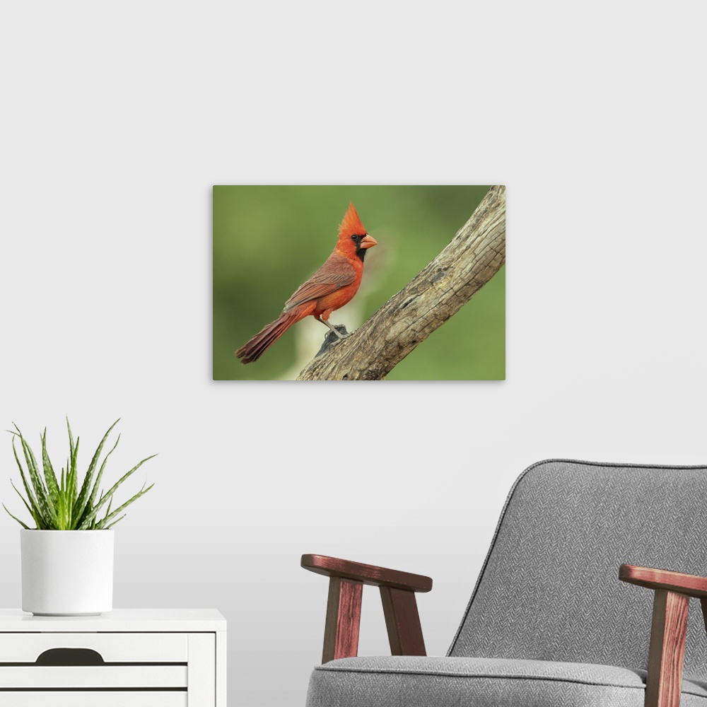 A modern room featuring Northern cardinal. Nature, Fauna.