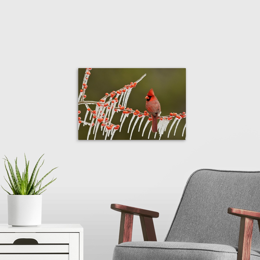 A modern room featuring Northern Cardinal (Cardinalis cardinalis), adult male perched on icy branch of Possum Haw Holly (...