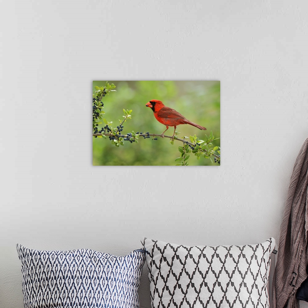 A bohemian room featuring Northern Cardinal (Cardinalis cardinalis), adult male eating Elbow bush (Forestiera pubescens) be...